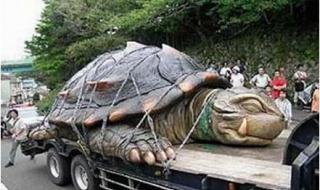 世界上体型最大的龟