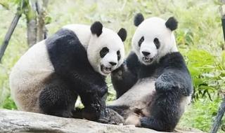 大熊猫团团不幸离世