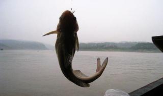 长江黄河常见有哪些鱼