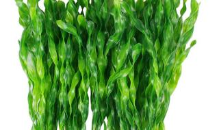 海藻类植物是什么